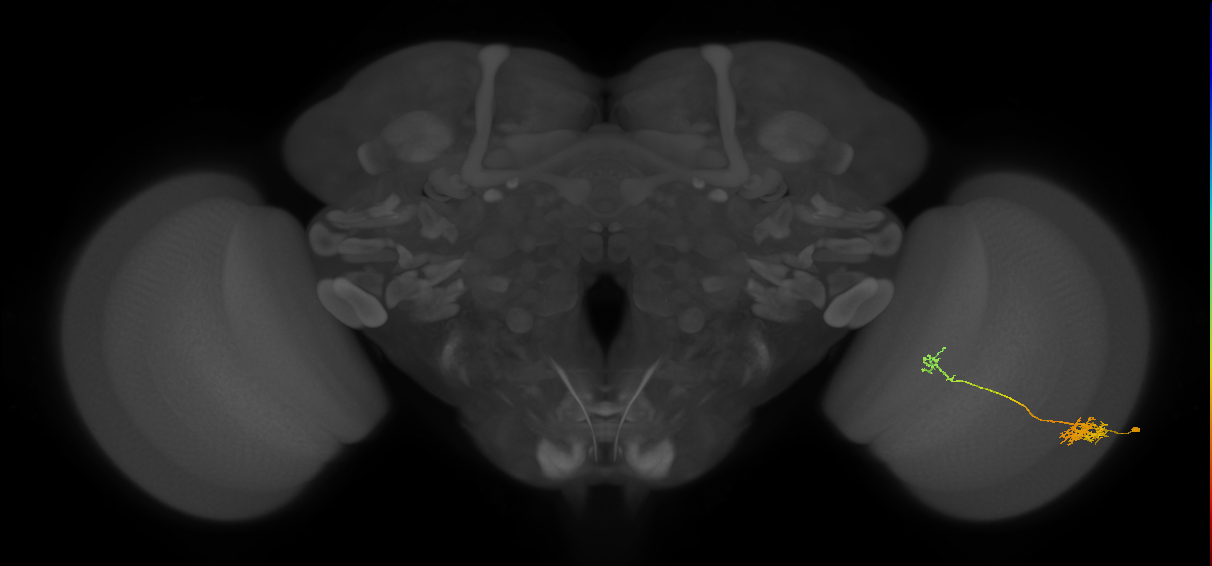 Tm5b_R (JRC_OpticLobe:61915)