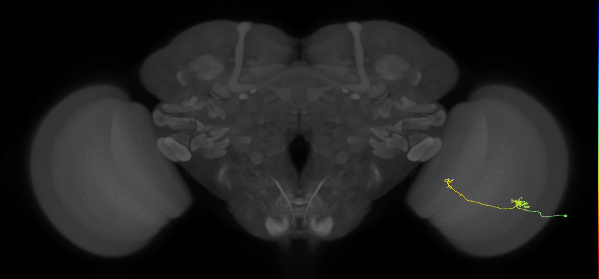 Tm5b_R (JRC_OpticLobe:92879)