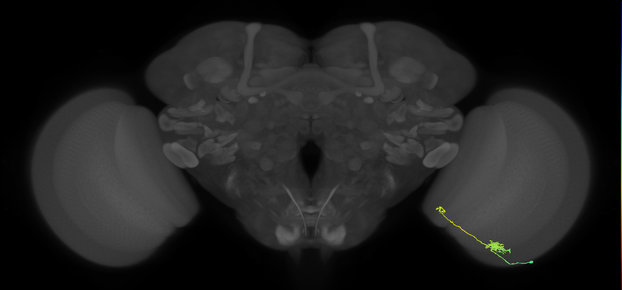 Tm5b_R (JRC_OpticLobe:140772)
