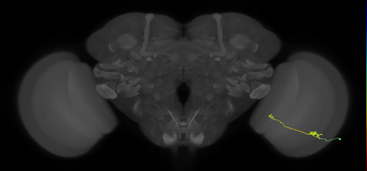 Tm5b_R (JRC_OpticLobe:82611)