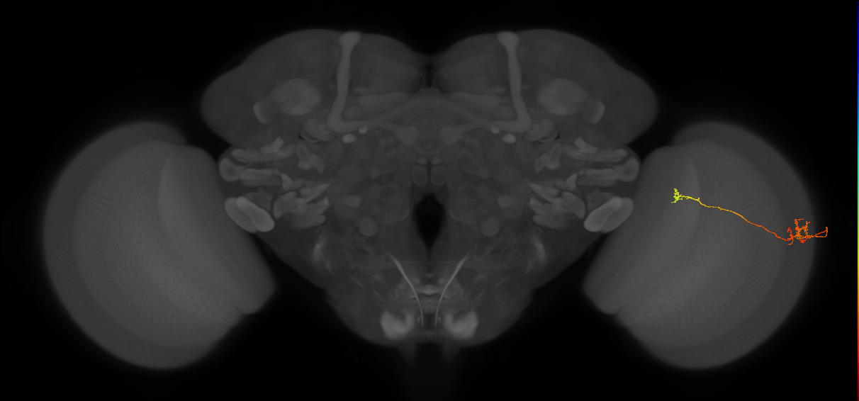 Tm5b_R (JRC_OpticLobe:94861)