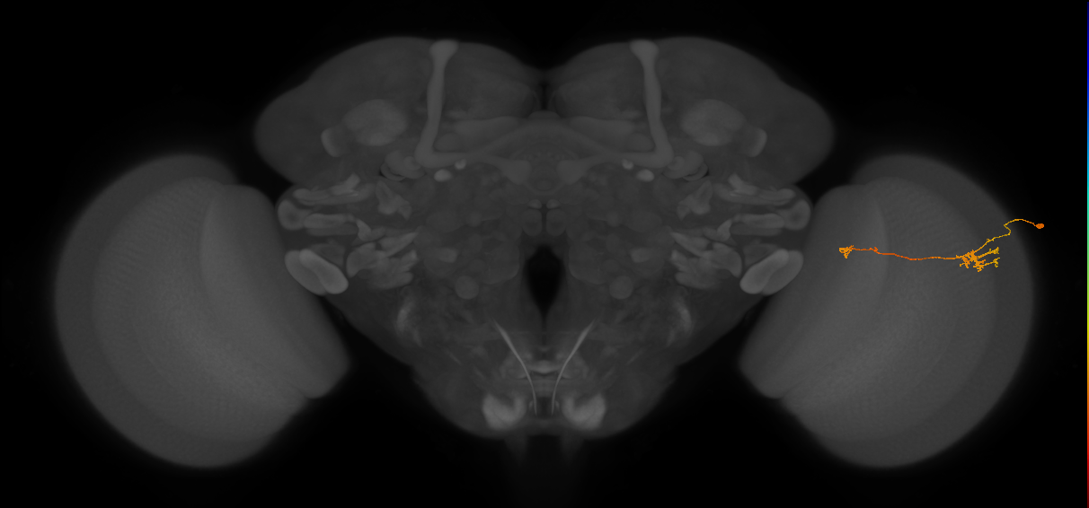 Tm5b_R (JRC_OpticLobe:114717)