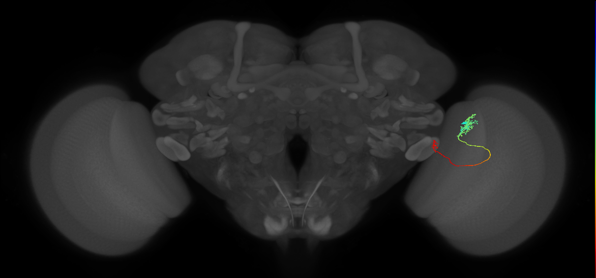 Tm5b_R (JRC_OpticLobe:113812)