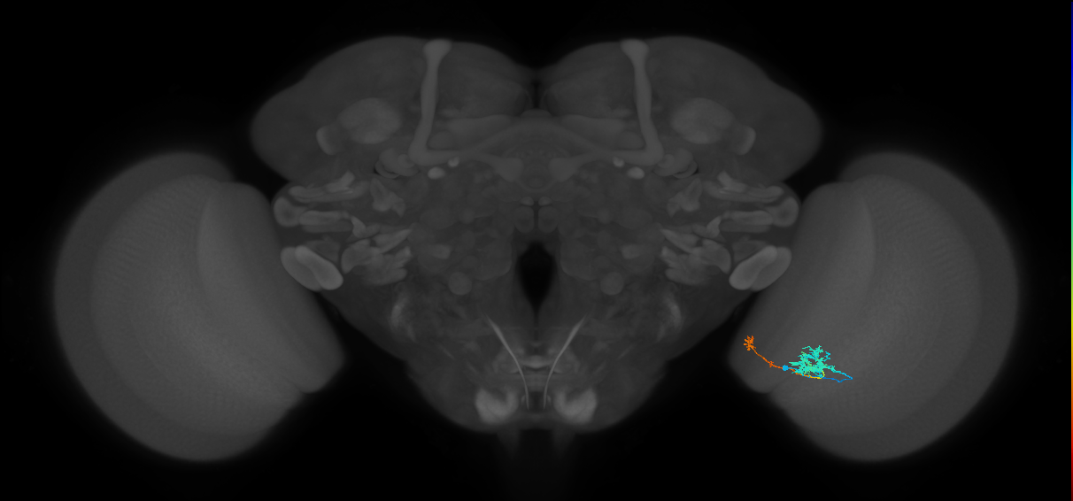 Tm5b_R (JRC_OpticLobe:91071)