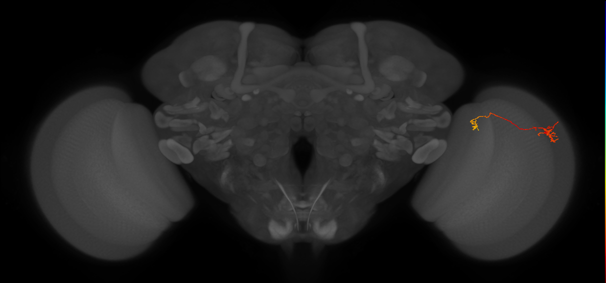 Tm5b_R (JRC_OpticLobe:118124)