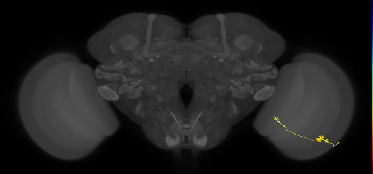 Tm5b_R (JRC_OpticLobe:75940)