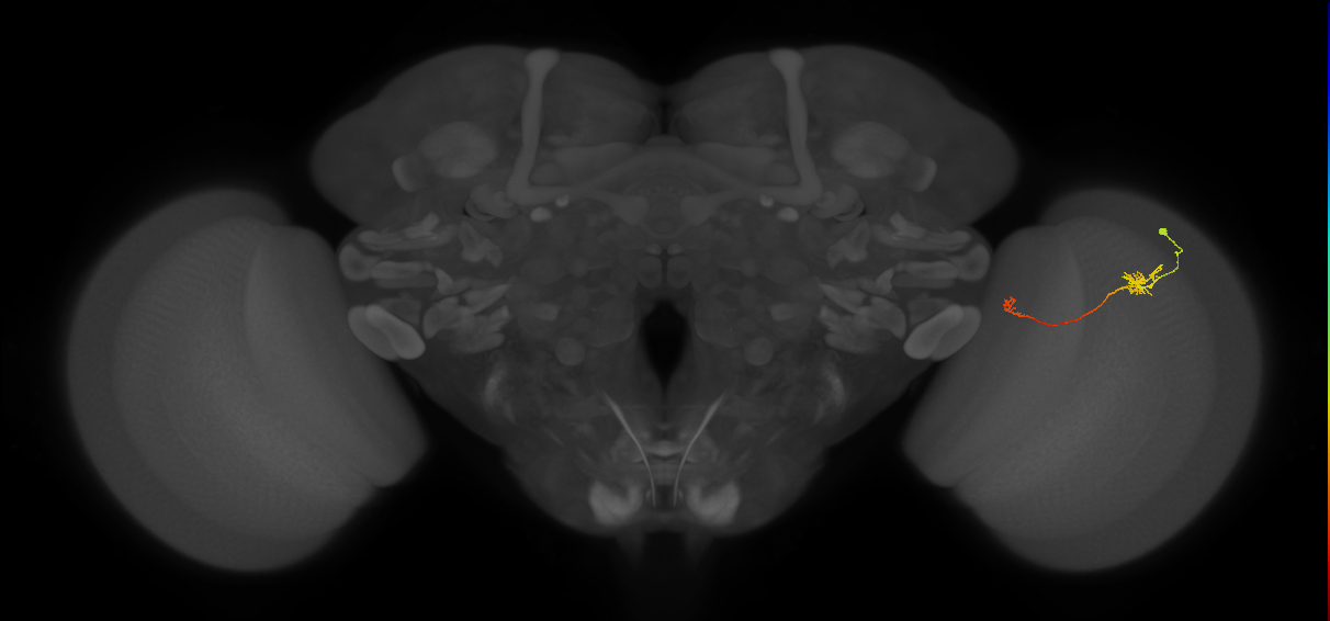 Tm5b_R (JRC_OpticLobe:109096)