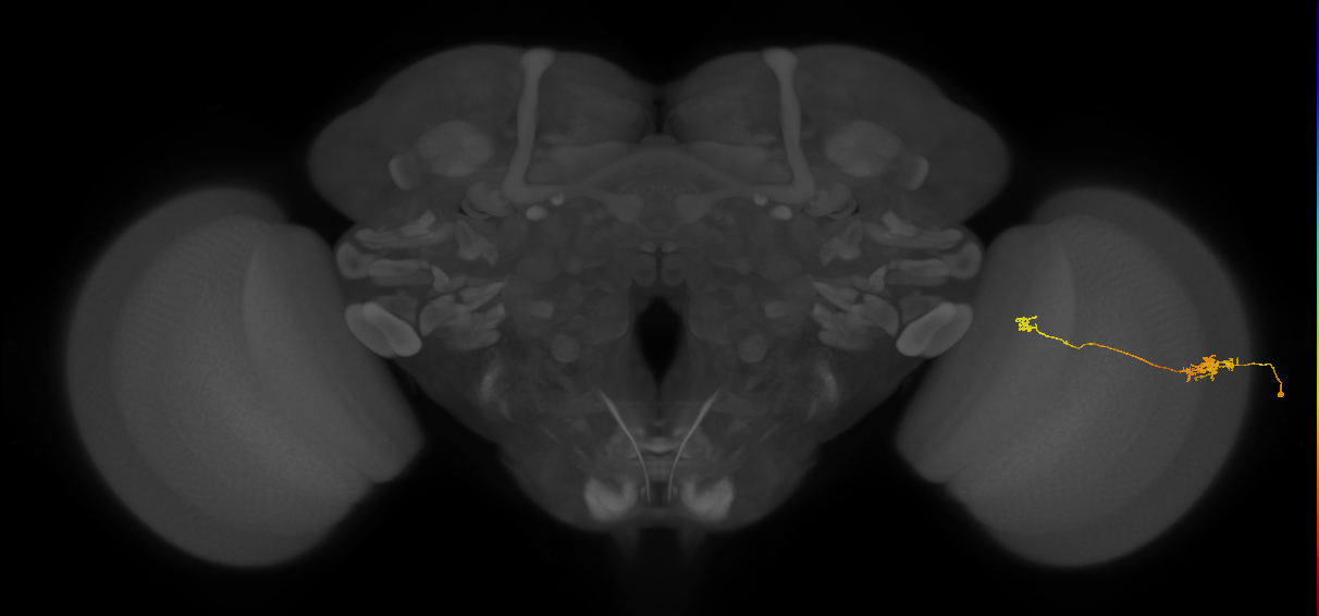 Tm5b_R (JRC_OpticLobe:149709)