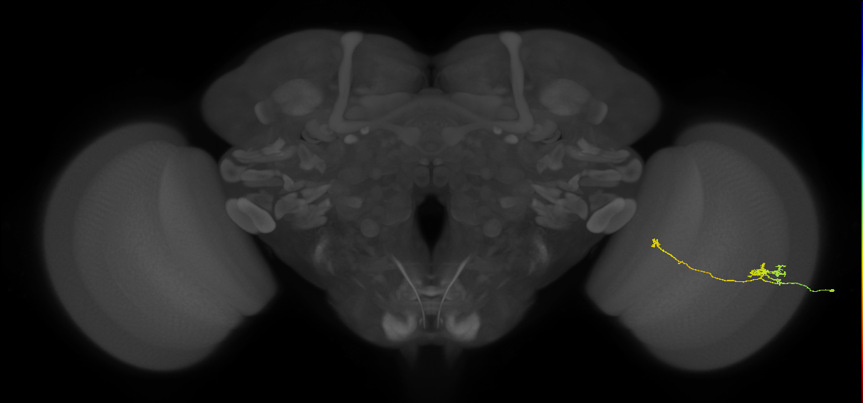 Tm5b_R (JRC_OpticLobe:97261)