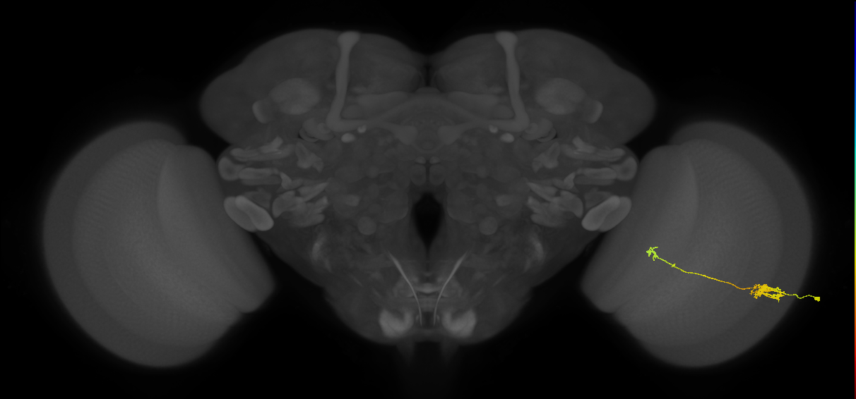Tm5b_R (JRC_OpticLobe:67884)
