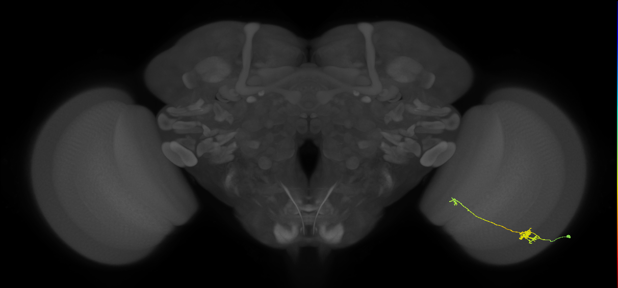 Tm5b_R (JRC_OpticLobe:75579)
