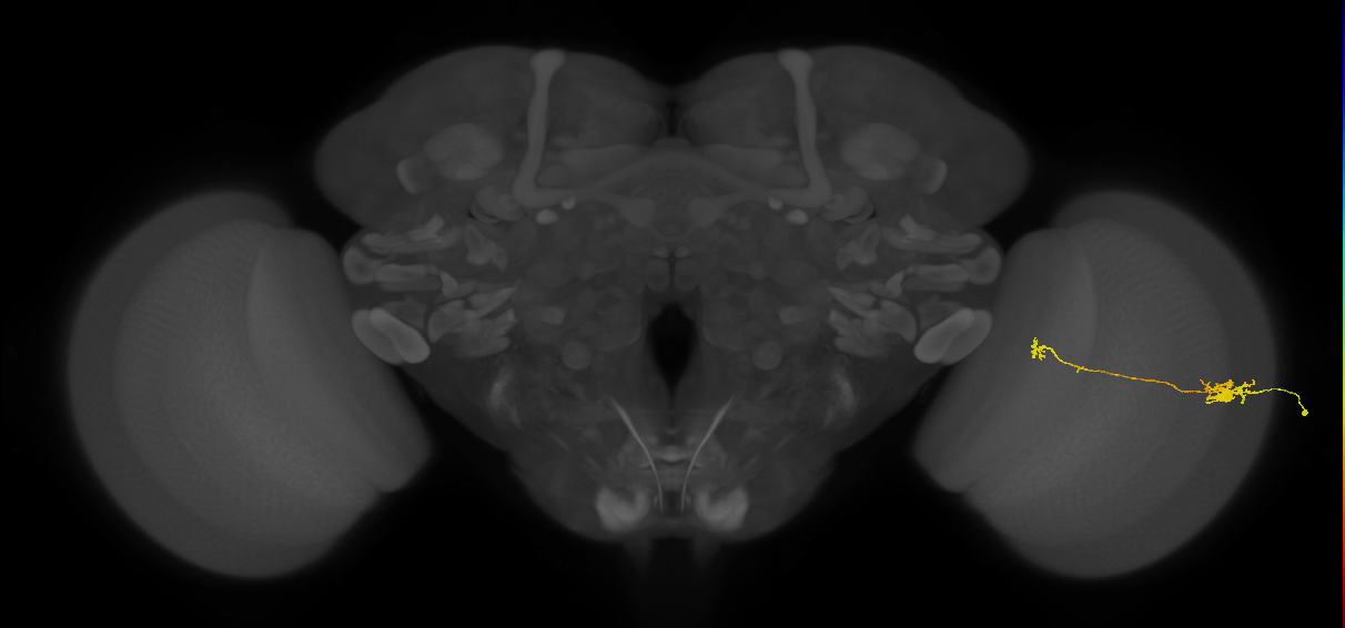 Tm5b_R (JRC_OpticLobe:134429)