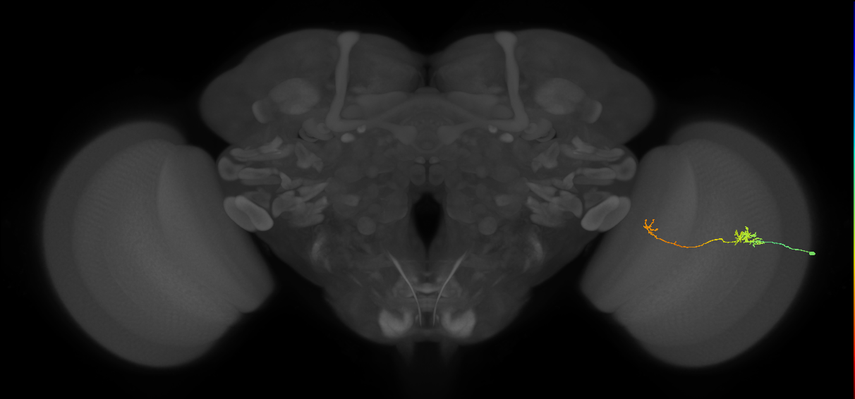 Tm5b_R (JRC_OpticLobe:103661)