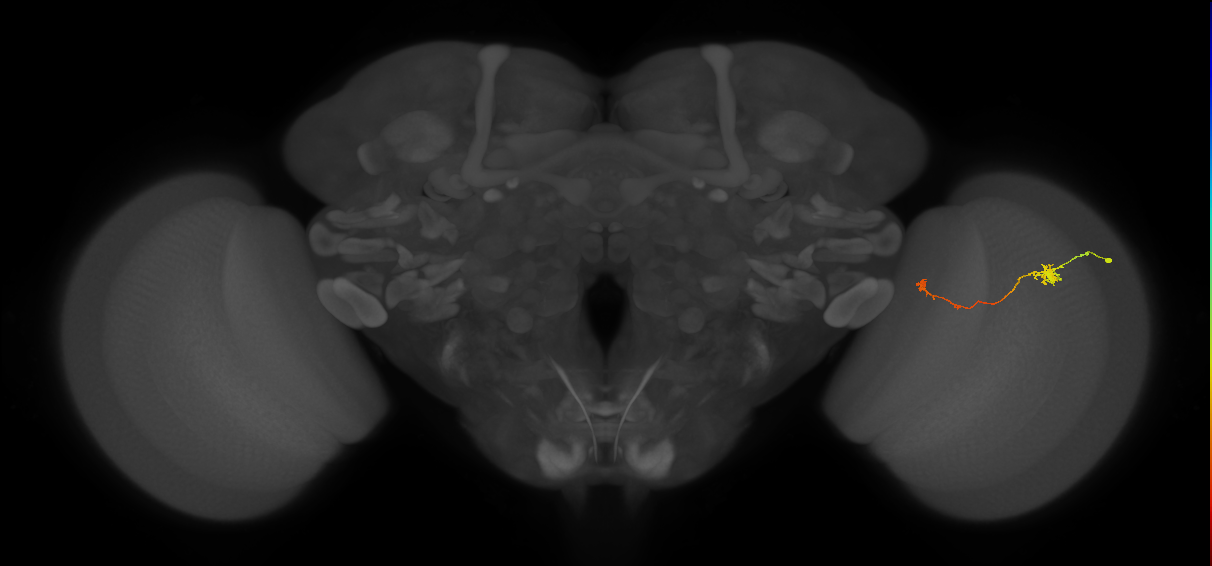 Tm5b_R (JRC_OpticLobe:117339)