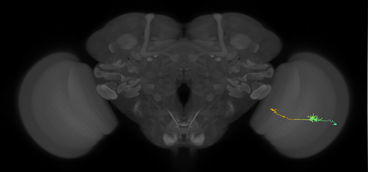 Tm5b_R (JRC_OpticLobe:81429)
