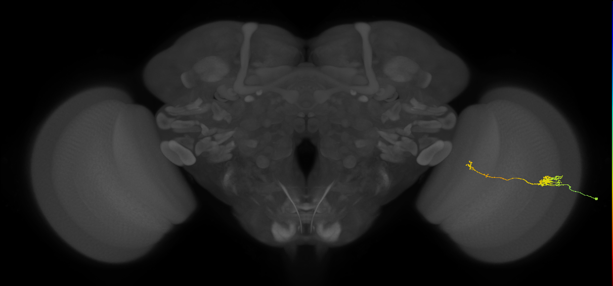 Tm5b_R (JRC_OpticLobe:136198)