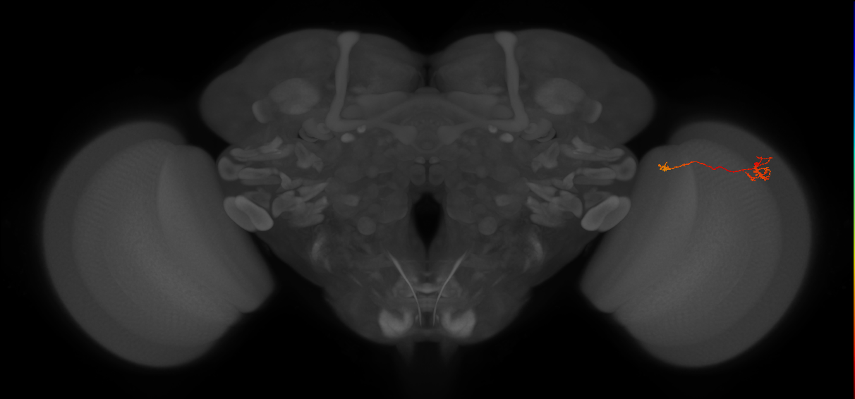 Tm5b_R (JRC_OpticLobe:139714)