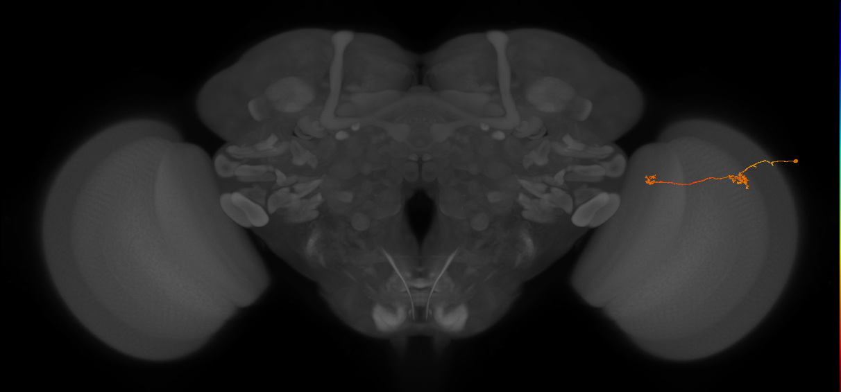 Tm5b_R (JRC_OpticLobe:121447)