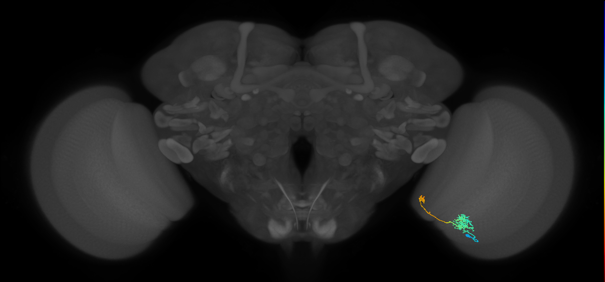 Tm5b_R (JRC_OpticLobe:81125)