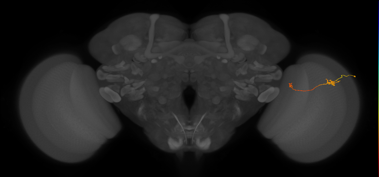 Tm5b_R (JRC_OpticLobe:134075)