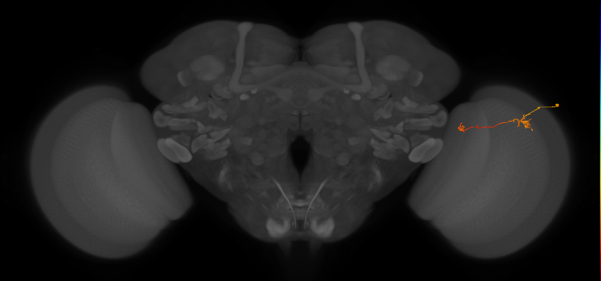 Tm5b_R (JRC_OpticLobe:121516)