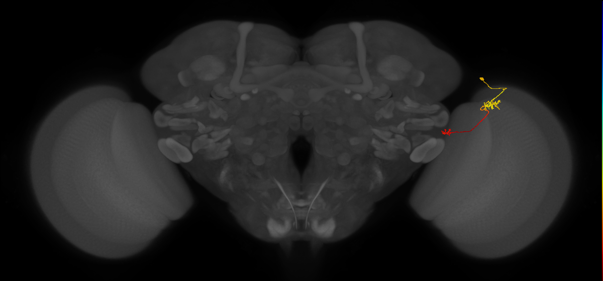 Tm5b_R (JRC_OpticLobe:131660)