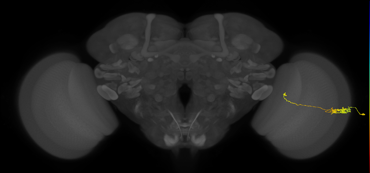 Tm5c_R (JRC_OpticLobe:103127)