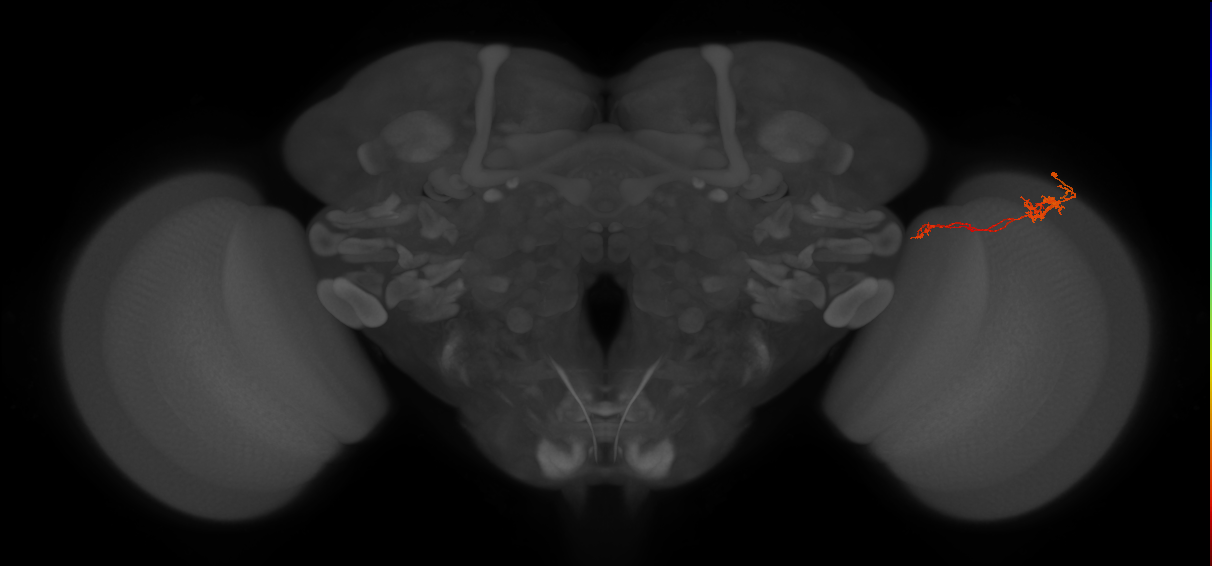 Tm5c_R (JRC_OpticLobe:102347)