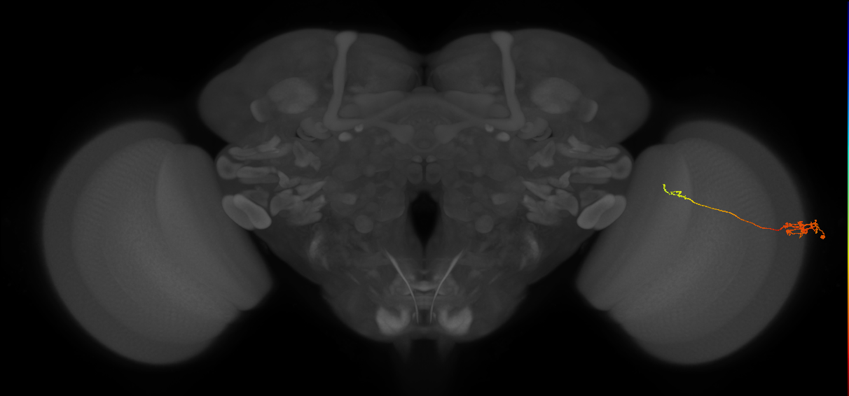 Tm5c_R (JRC_OpticLobe:91705)