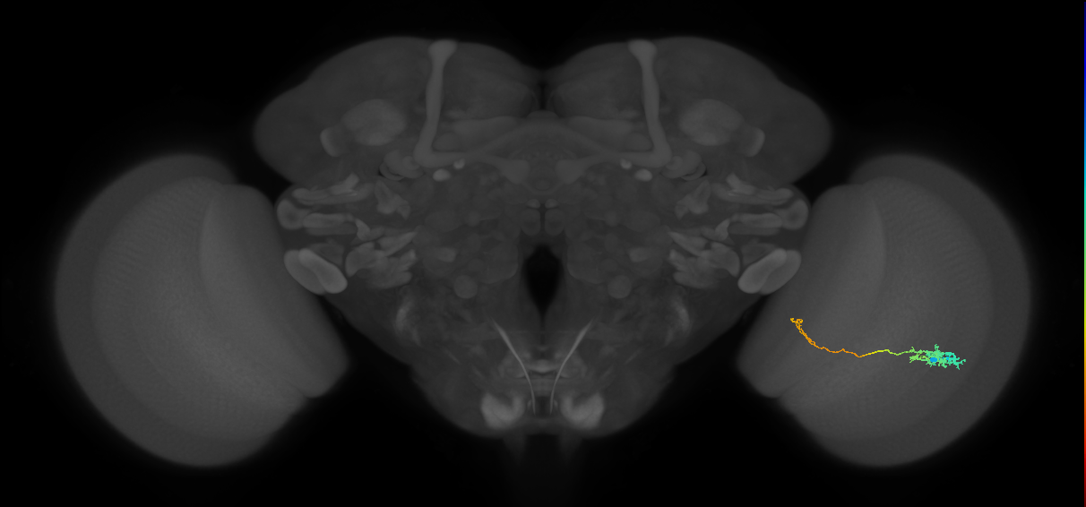Tm5c_R (JRC_OpticLobe:61671)