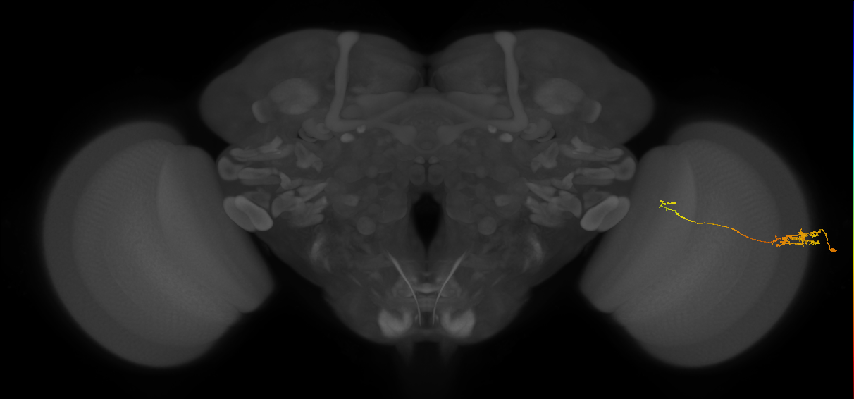 Tm5c_R (JRC_OpticLobe:126782)