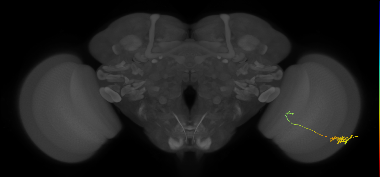 Tm5c_R (JRC_OpticLobe:67426)