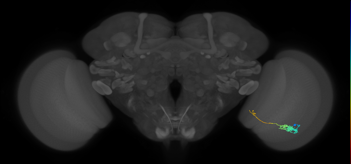Tm5c_R (JRC_OpticLobe:56756)