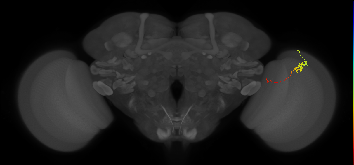 Tm5c_R (JRC_OpticLobe:102478)