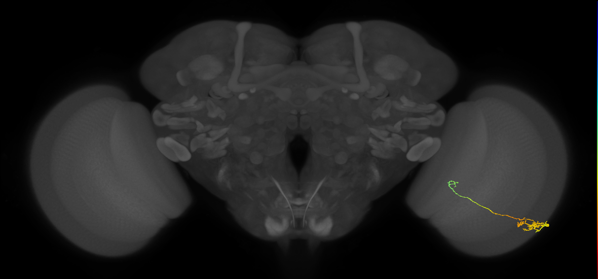 Tm5c_R (JRC_OpticLobe:120336)