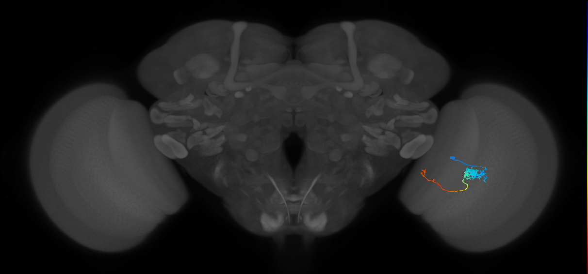Tm5c_R (JRC_OpticLobe:67630)