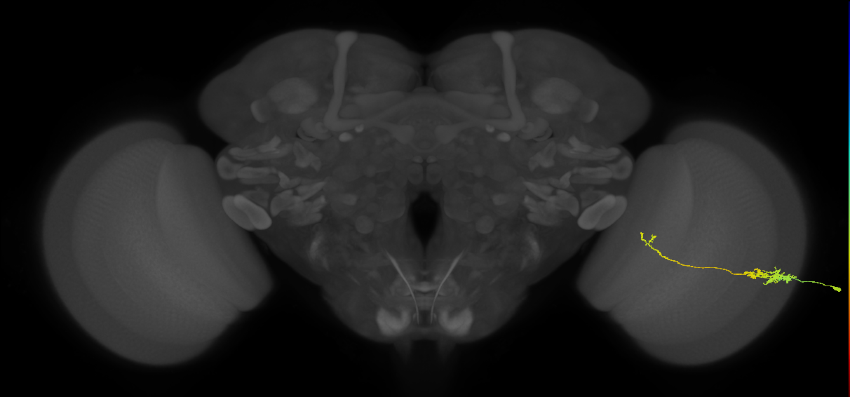 Tm5c_R (JRC_OpticLobe:59334)