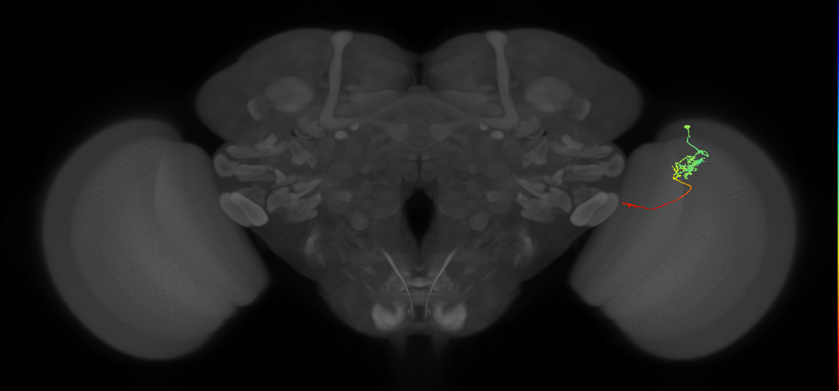 Tm5c_R (JRC_OpticLobe:101929)
