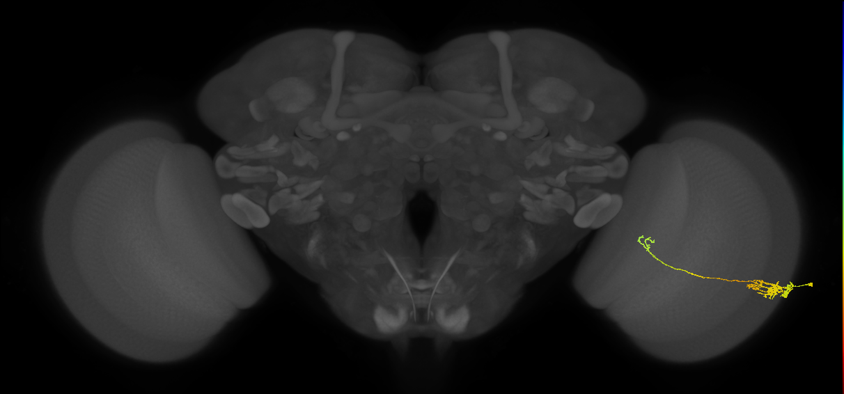 Tm5c_R (JRC_OpticLobe:63523)