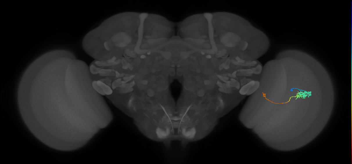 Tm5c_R (JRC_OpticLobe:75644)