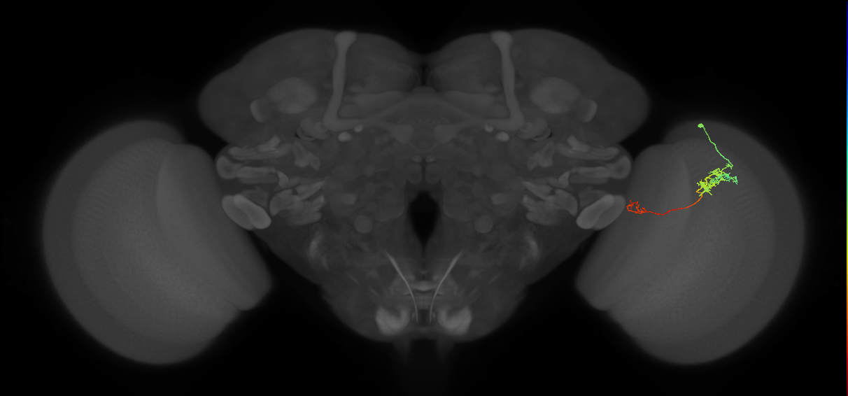 Tm5c_R (JRC_OpticLobe:85192)