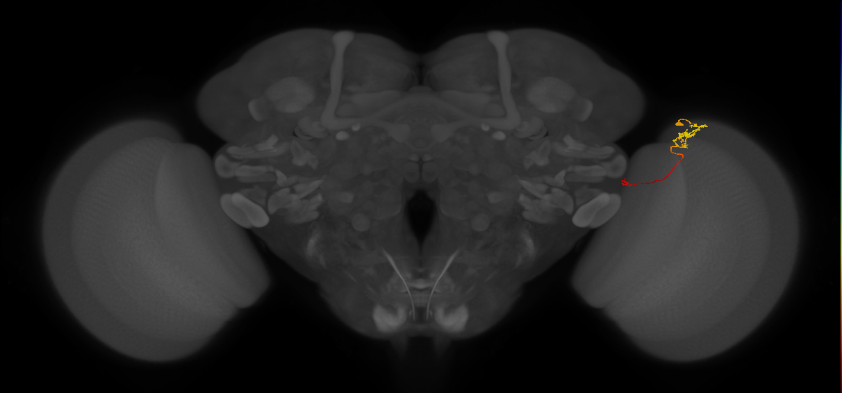 Tm5c_R (JRC_OpticLobe:124291)