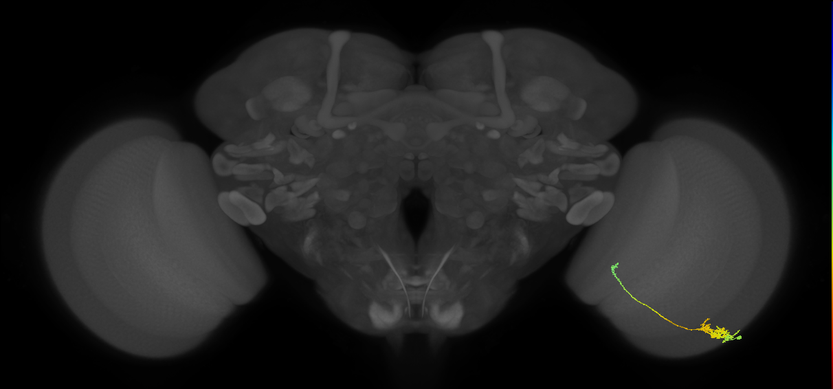 Tm5c_R (JRC_OpticLobe:71730)