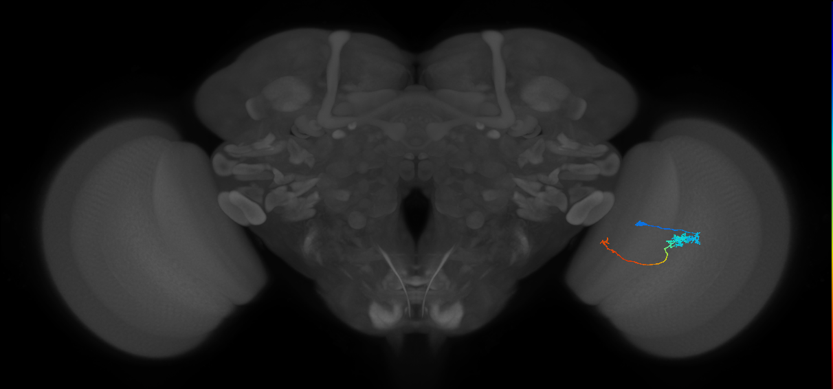 Tm5c_R (JRC_OpticLobe:79880)