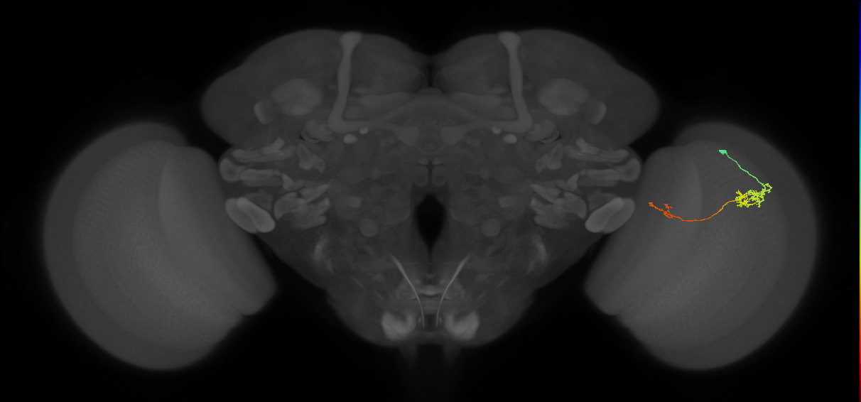 Tm5c_R (JRC_OpticLobe:77685)