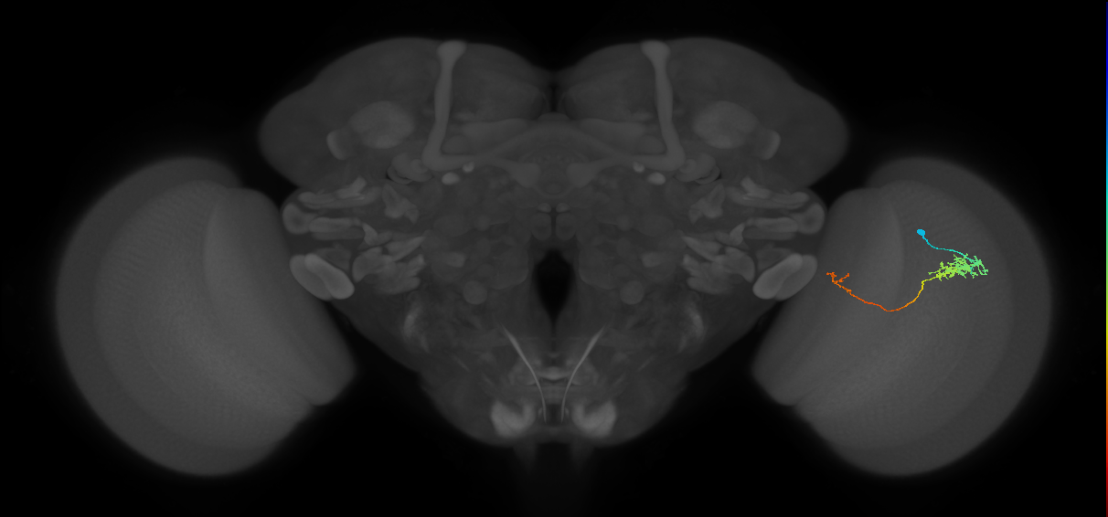 Tm5c_R (JRC_OpticLobe:78680)