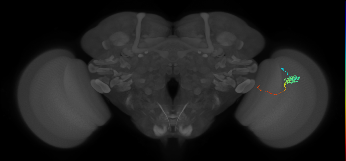 Tm5c_R (JRC_OpticLobe:82334)