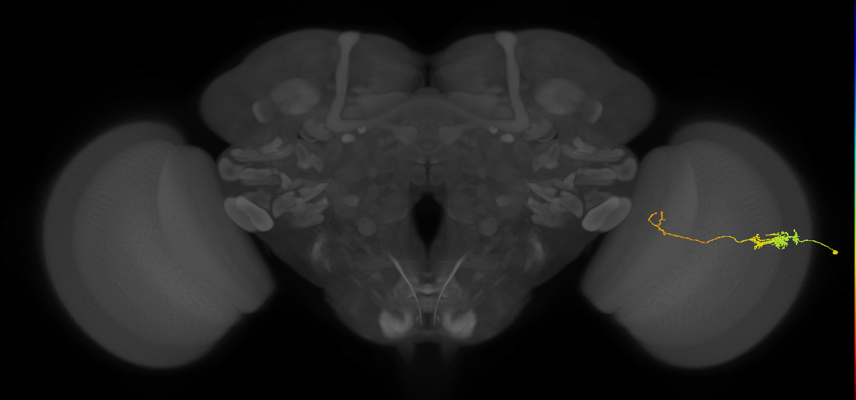 Tm5c_R (JRC_OpticLobe:69012)