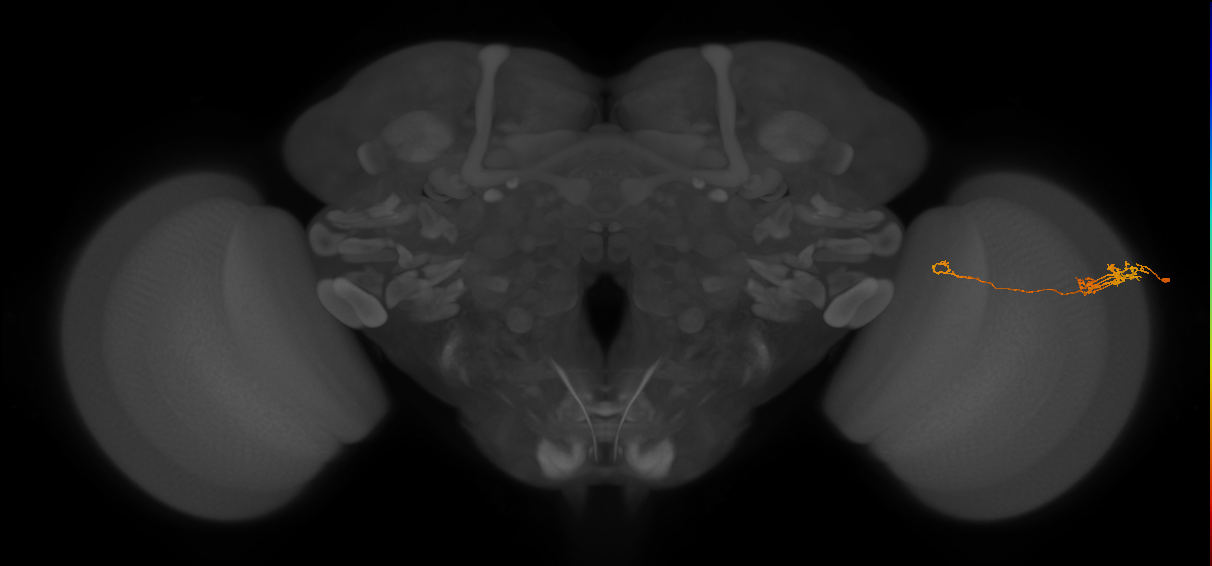 Tm5c_R (JRC_OpticLobe:79001)