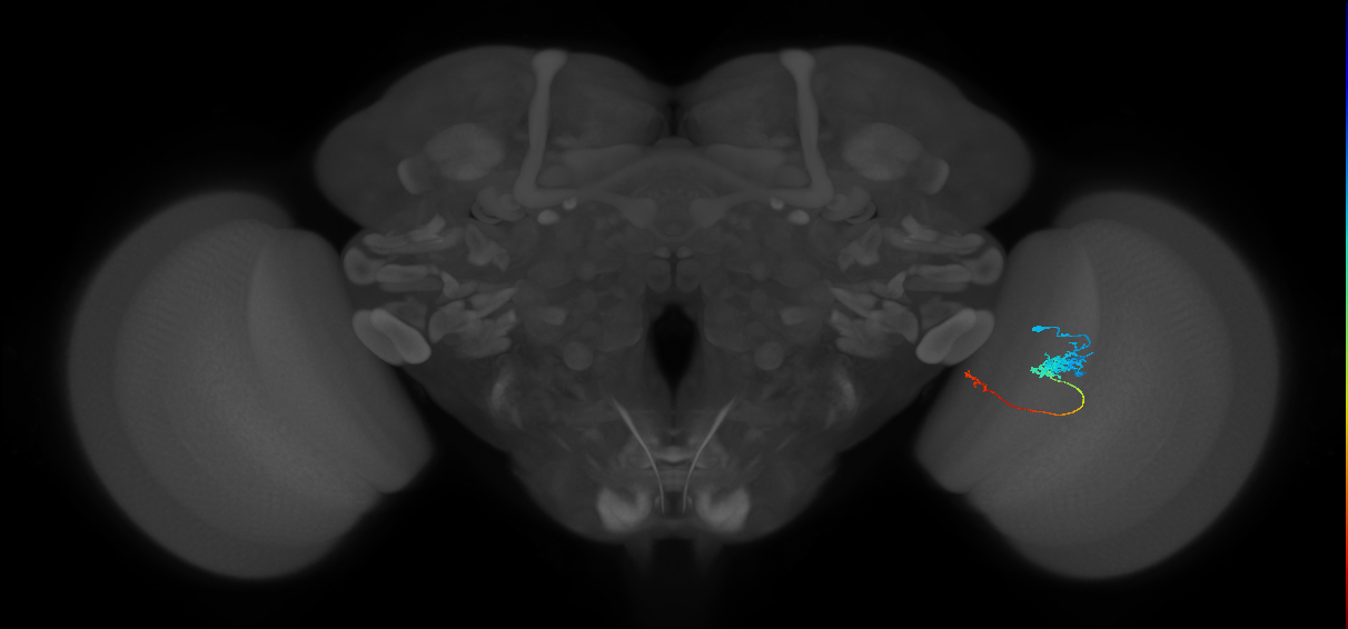 Tm5c_R (JRC_OpticLobe:87278)